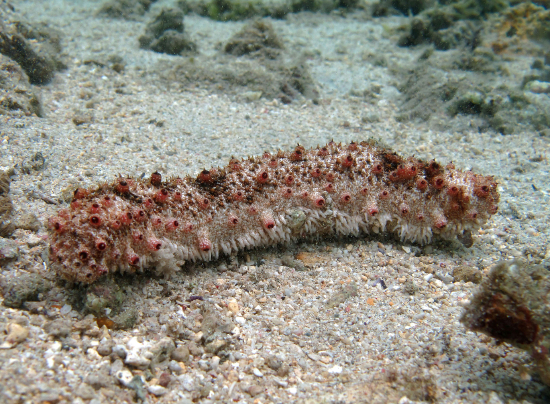  Holothuria pervicax (Stubborn Sea Cucumber)